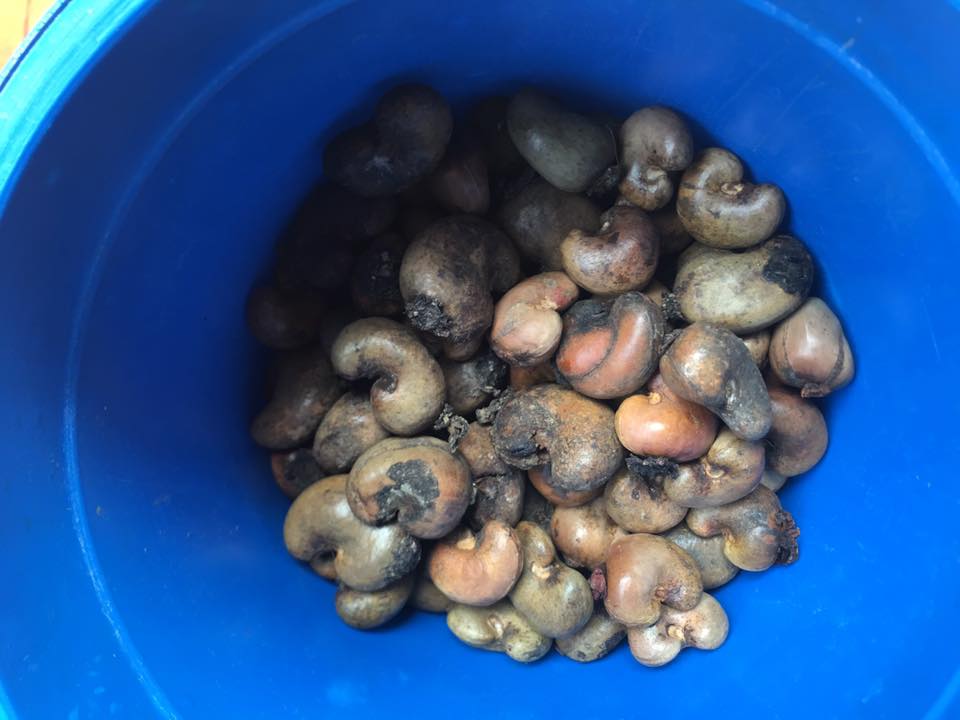 Gangga Lombok Cashews Jan 2019